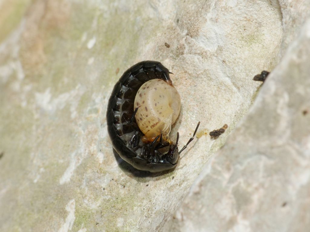 Larva di Carabidae? no, di Silphidae